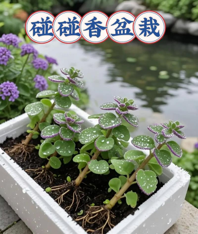 家庭养花用生根粉