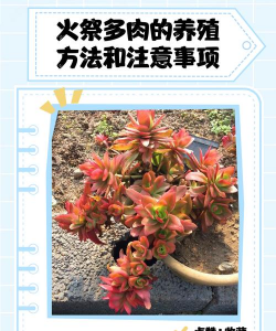 我买回来的火祭怎么种