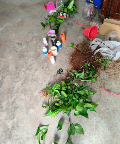 家庭养花用生根粉