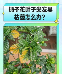 栀子叶子尖干枯怎么回事