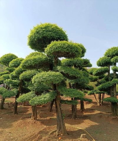 对接白蜡如何造型