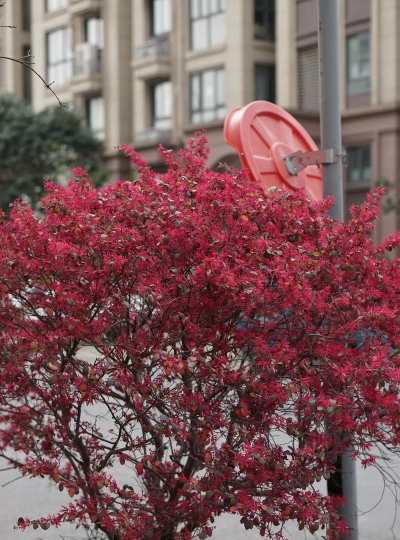 红花继木不开花怎么办