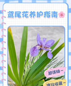 鸢尾夏天如何养