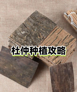 杜仲的丰产技术