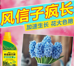 家庭养花用生根粉