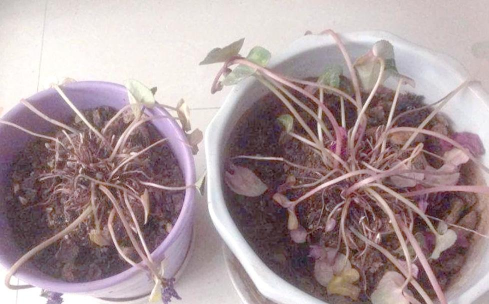 仙客来黄叶花蔫了怎么弄