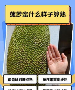 波罗蜜怎么样会熟