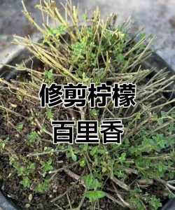 百里香头怎么修剪