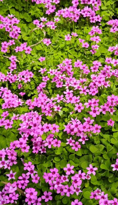 什么草开什么花