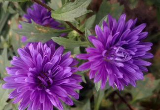 翠菊什么科什么属