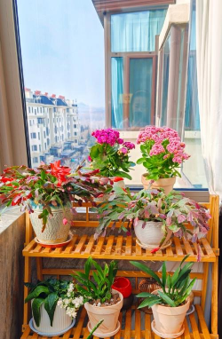 家庭养花用生根粉