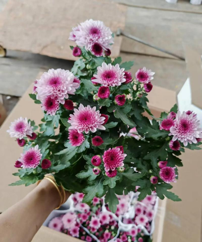 家庭养花用生根粉