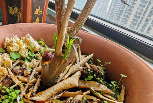 家庭养花用生根粉