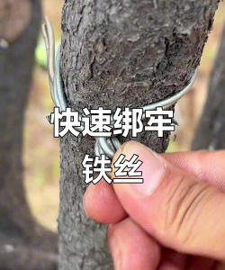 如何铁丝制作铁树