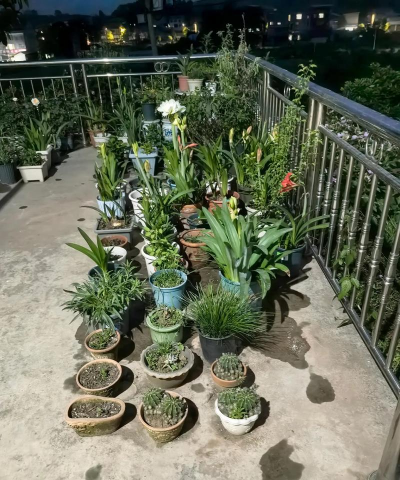 家庭养花用生根粉