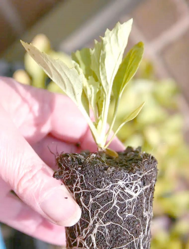 家庭养花用生根粉