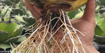 家庭养花用生根粉