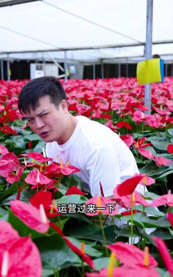 家庭养花用生根粉