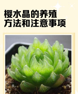 樱水晶长徒的怎么办