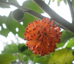 什么土起什么树