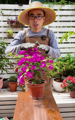 家庭养花用生根粉