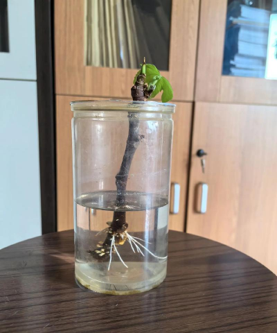 家庭养花用生根粉