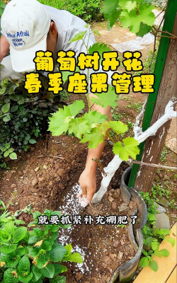 家庭养花用生根粉