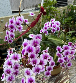 家庭养花用生根粉