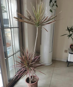 花千年木怎么样