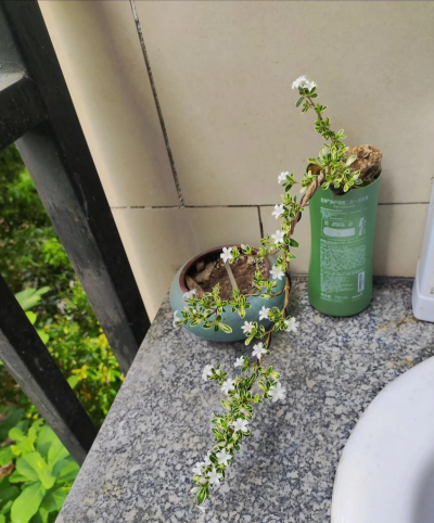 六月雪怎么不开花