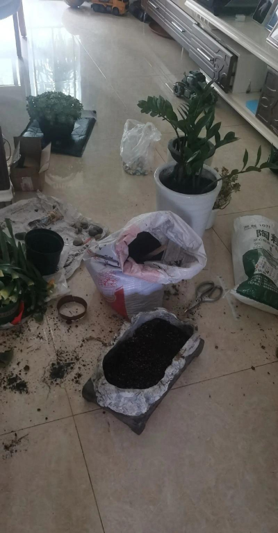 家庭养花用生根粉