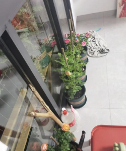 家庭养花用生根粉