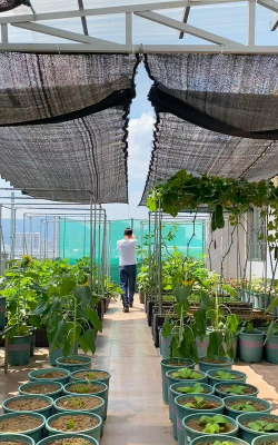 家庭养花用生根粉