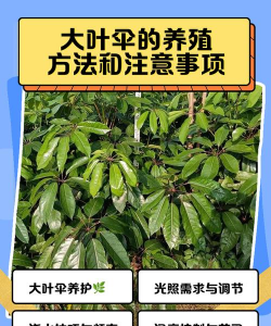 大叶伞冬天怎么养不会死