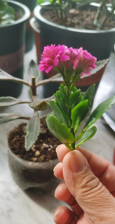 家庭养花用生根粉