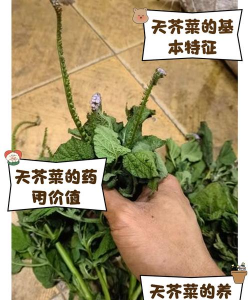 南美天芥菜受冻害怎么办