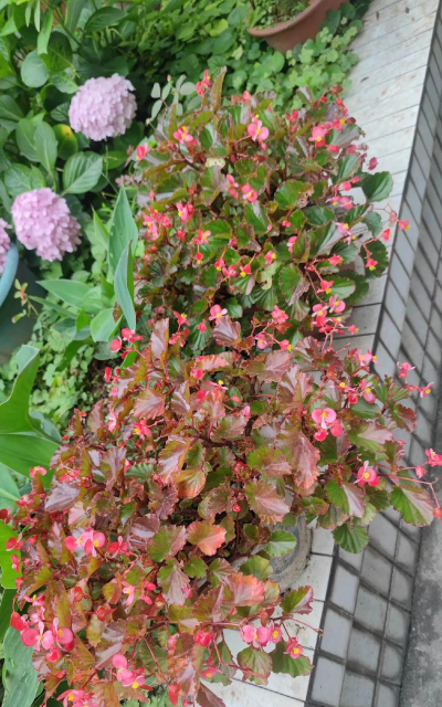 家庭养花用生根粉