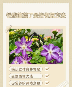 家庭养花用生根粉