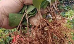 家庭养花用生根粉