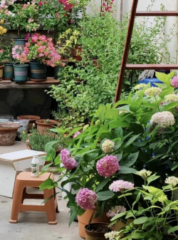 家庭养花用生根粉