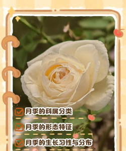 月季属于什么科什么种类