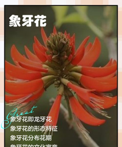 象牙花如何繁殖