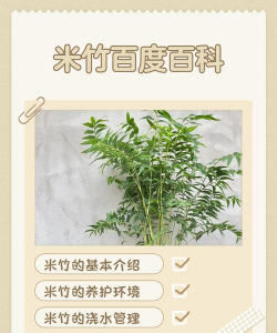 如何区分米竹