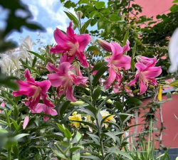 家庭养花用生根粉