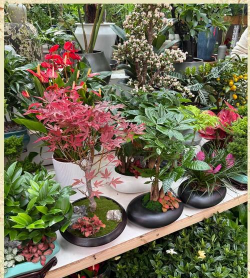 家庭养花用生根粉