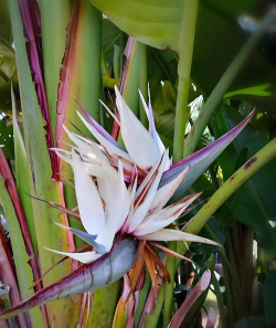 旅人蕉什么科什么属