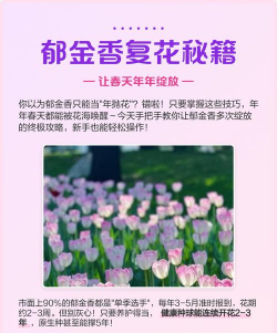 郁金香要怎么才复花