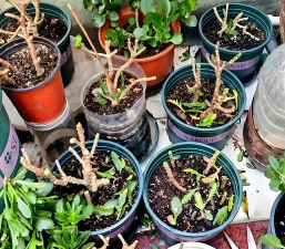 家庭养花用生根粉