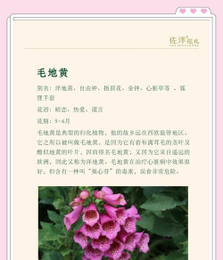 毛地黄叶子发软怎么办