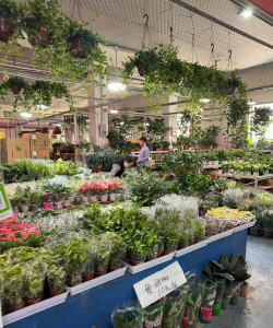 家庭养花用生根粉